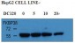 FKBP8 Antibody (Center)